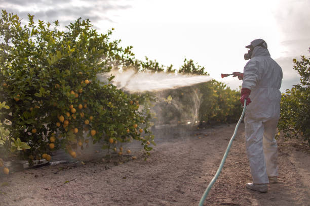 Best Termite Control Services  in Cudjoe Key, FL