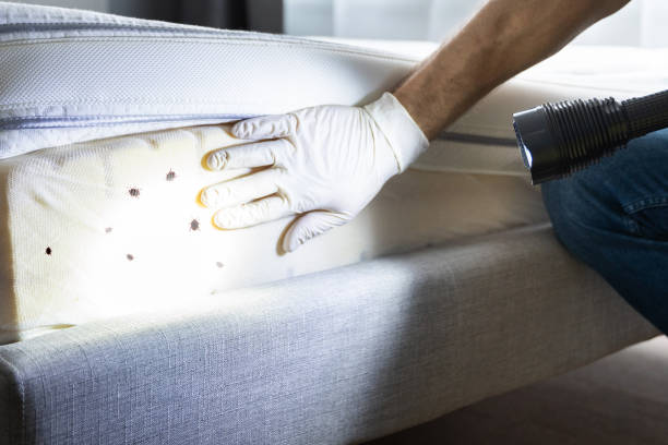 Best Local Pest Control Services  in Cudjoe Key, FL